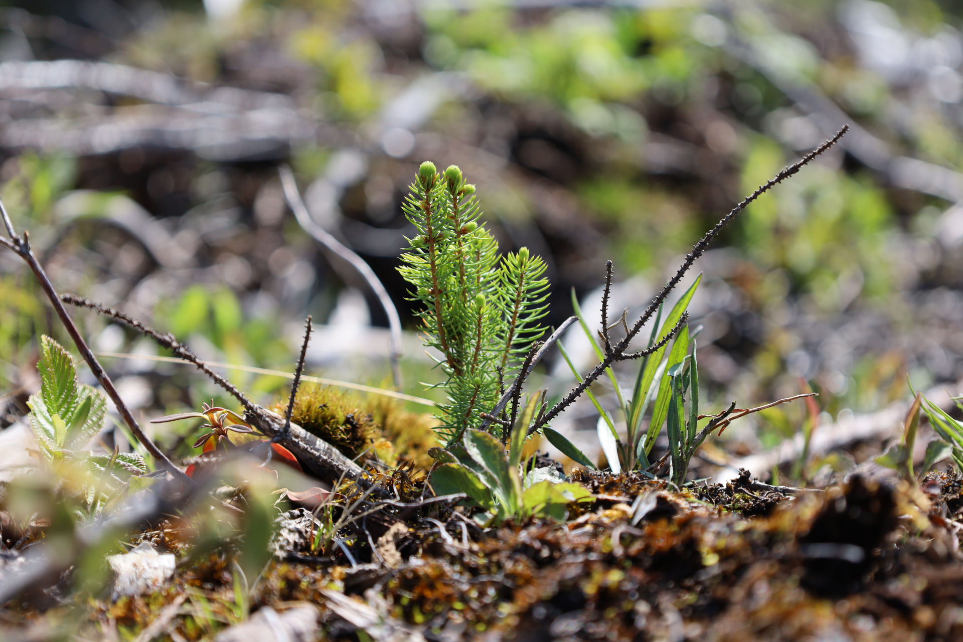 Nfg Website Sustainability Banner